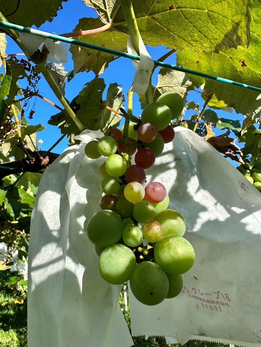 ブドウが色づいてきた（8/8）
