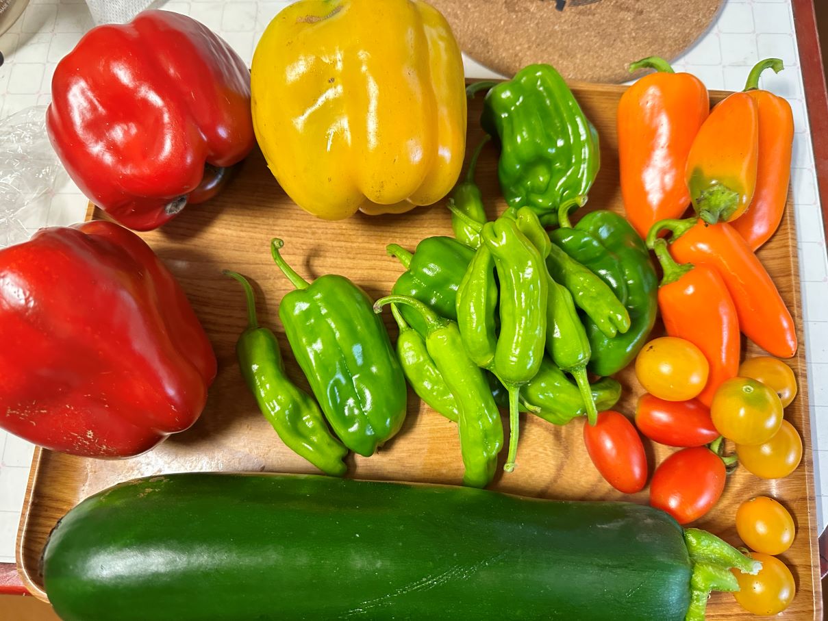 パプリカも収穫（8/9）