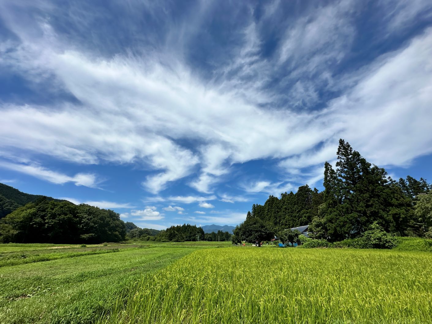 夏の田んぼ（8/10）
