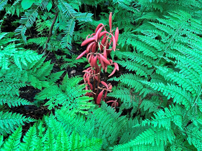 いろいろランに出会うのだが