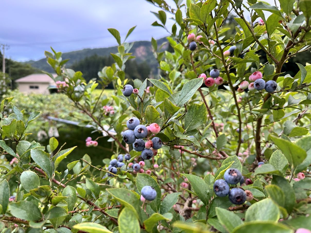 果物つまみ食い(8/16)