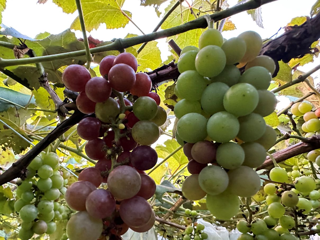 毎日ブドウが気になる(8/18)