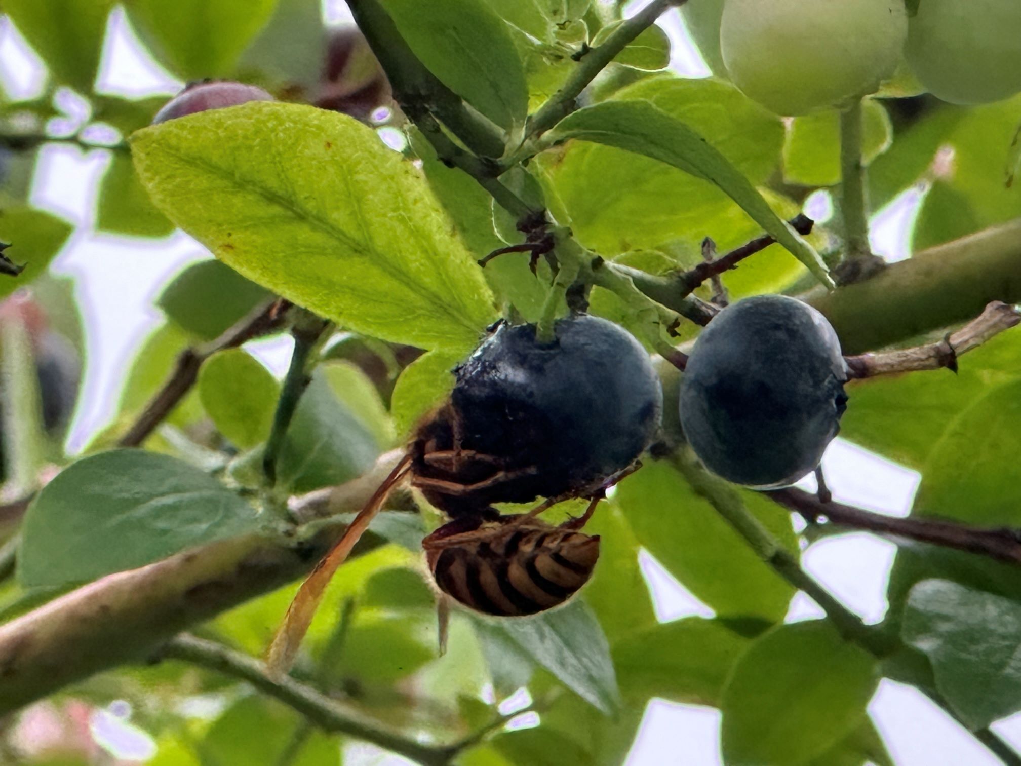 スズメバチ襲来（8/29）