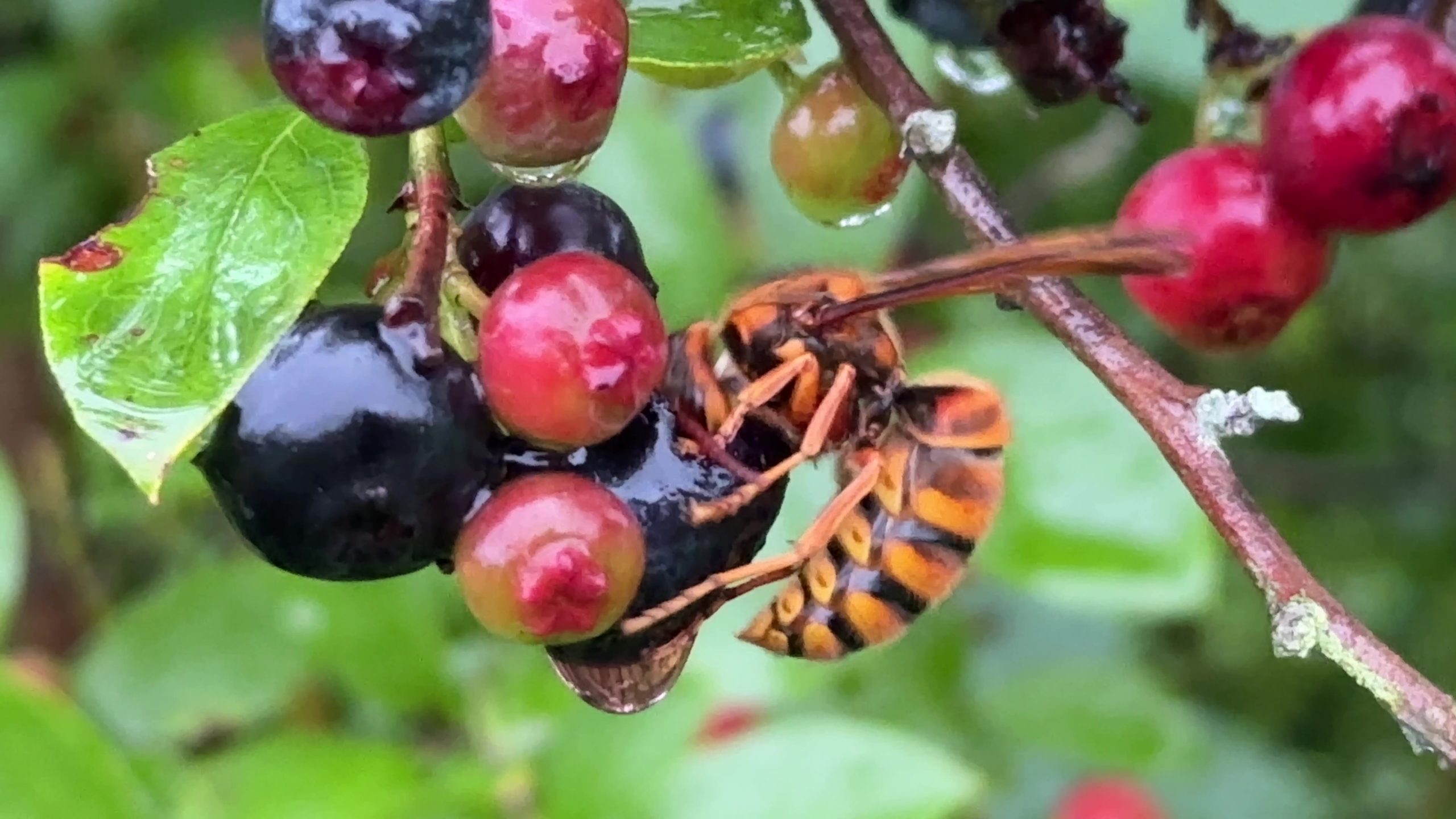 スズメバチ襲来　　　　その２（8/30）