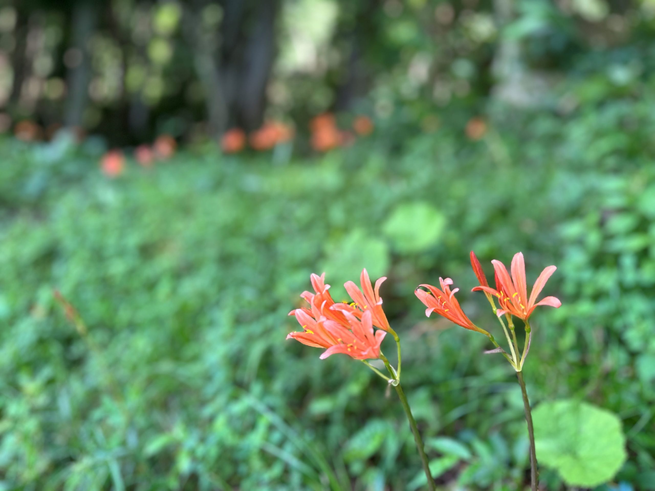 キツネノカミソリ他（8/10）