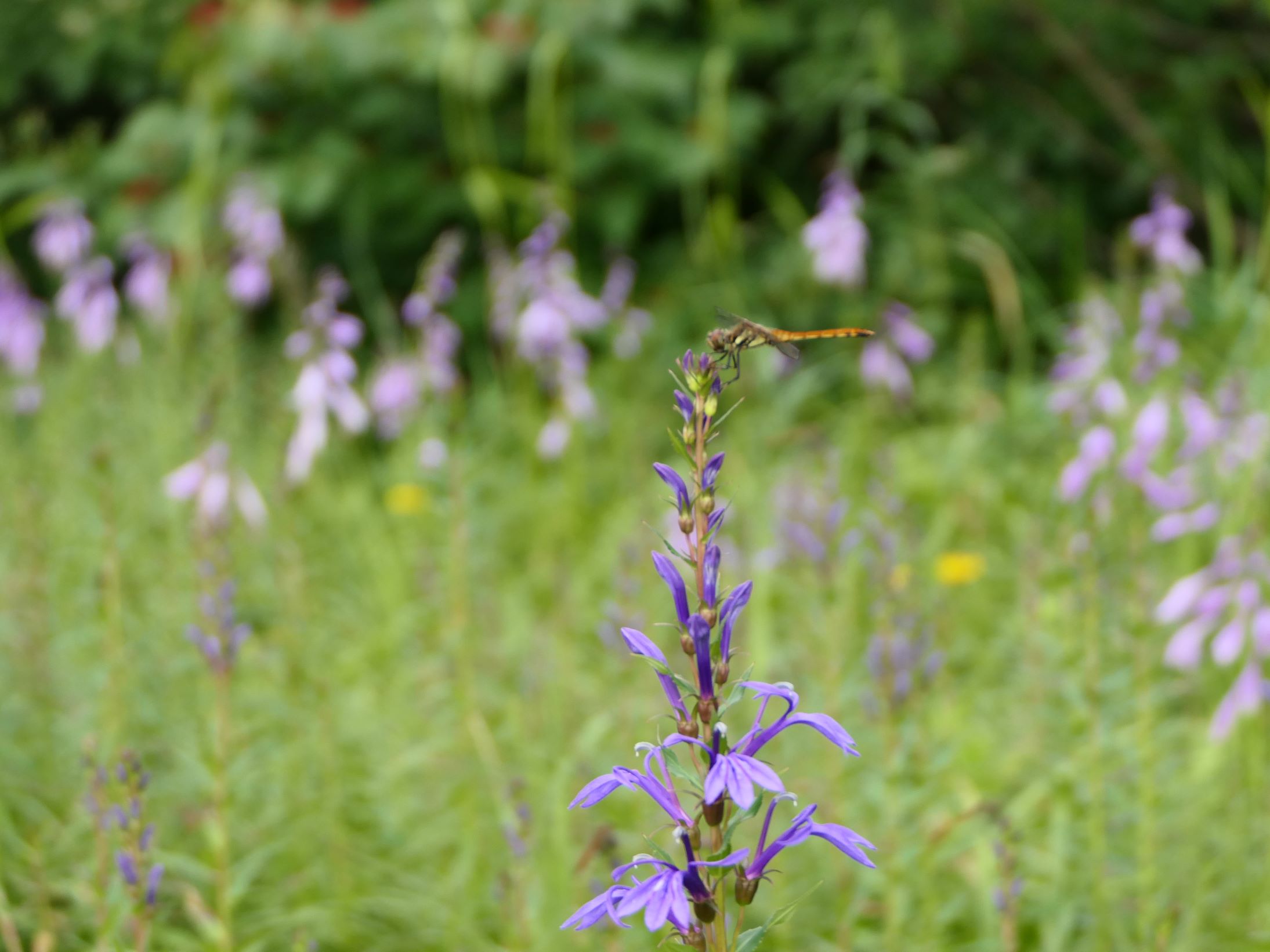 ちょっと須川高原（8/4）