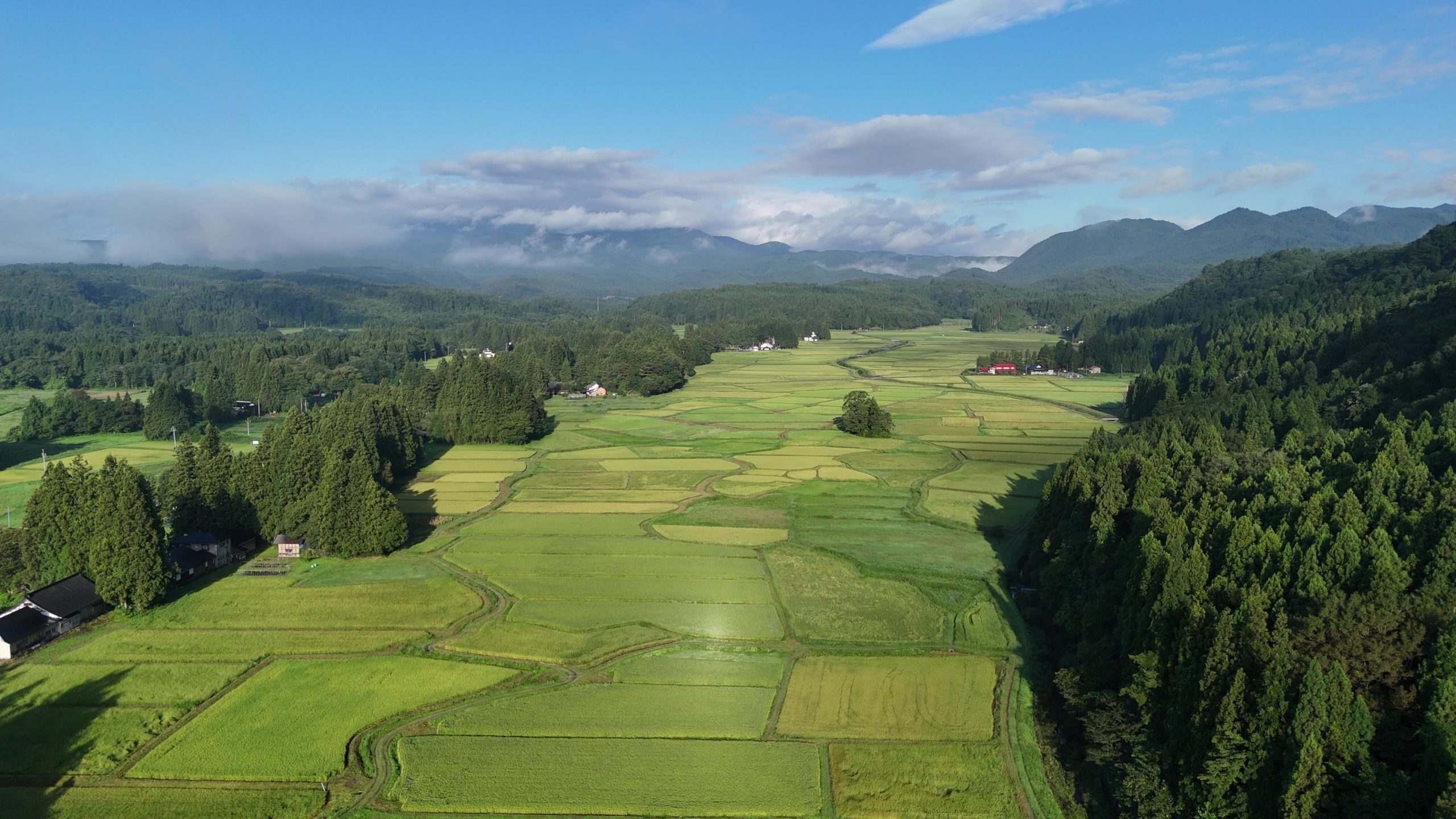 稲刈り前の田（9/1）