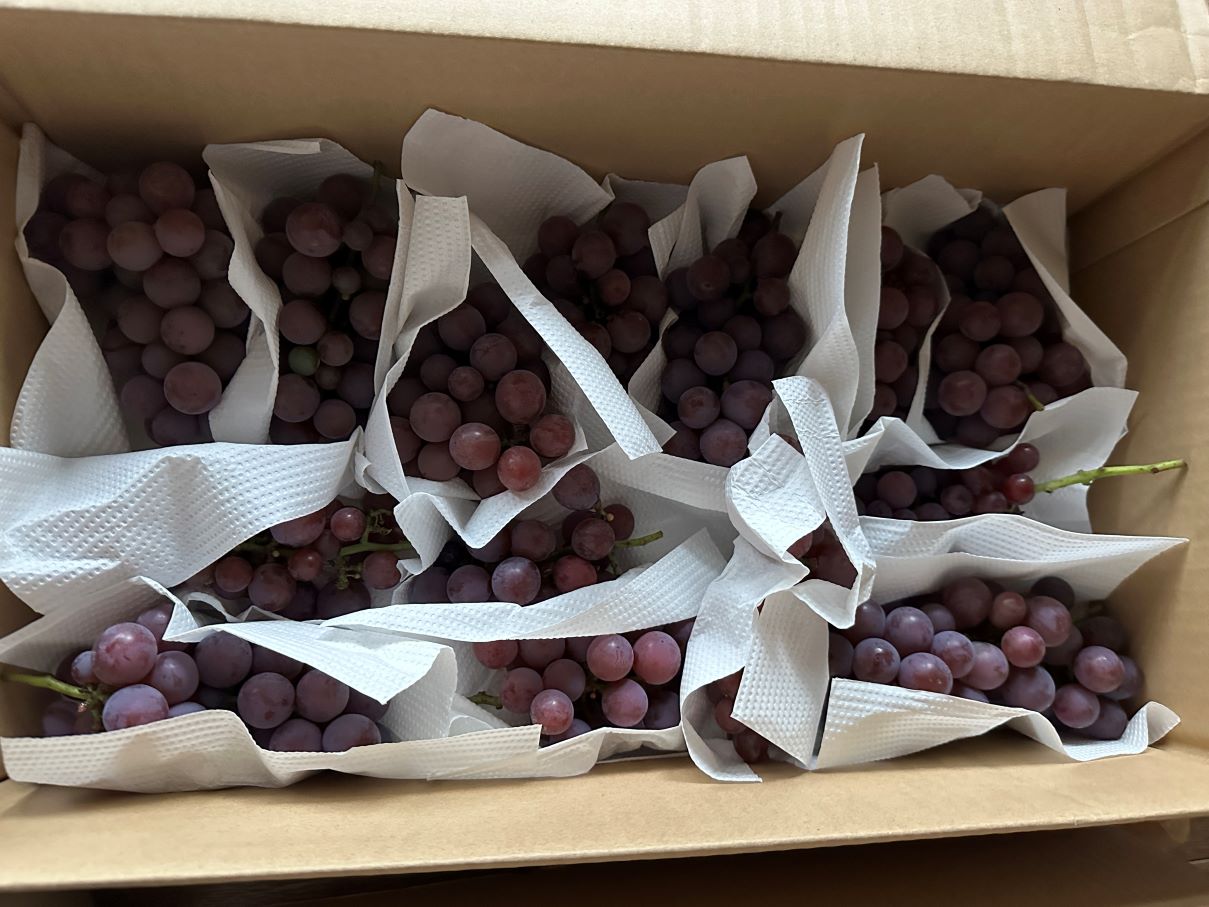 そろそろブドウ（9/5）