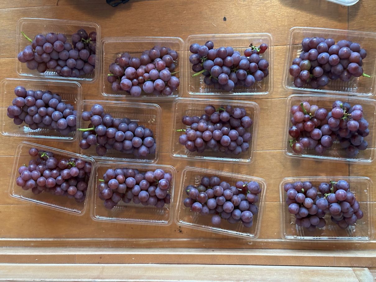 近頃、毎日、ブドウブドウで忙しい（9/11）