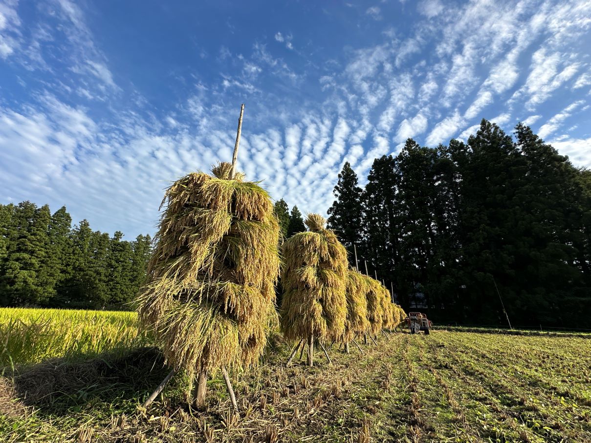 「ほんにょ」について