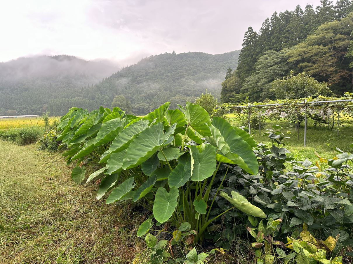 畑は放りっぱなし（9/15）