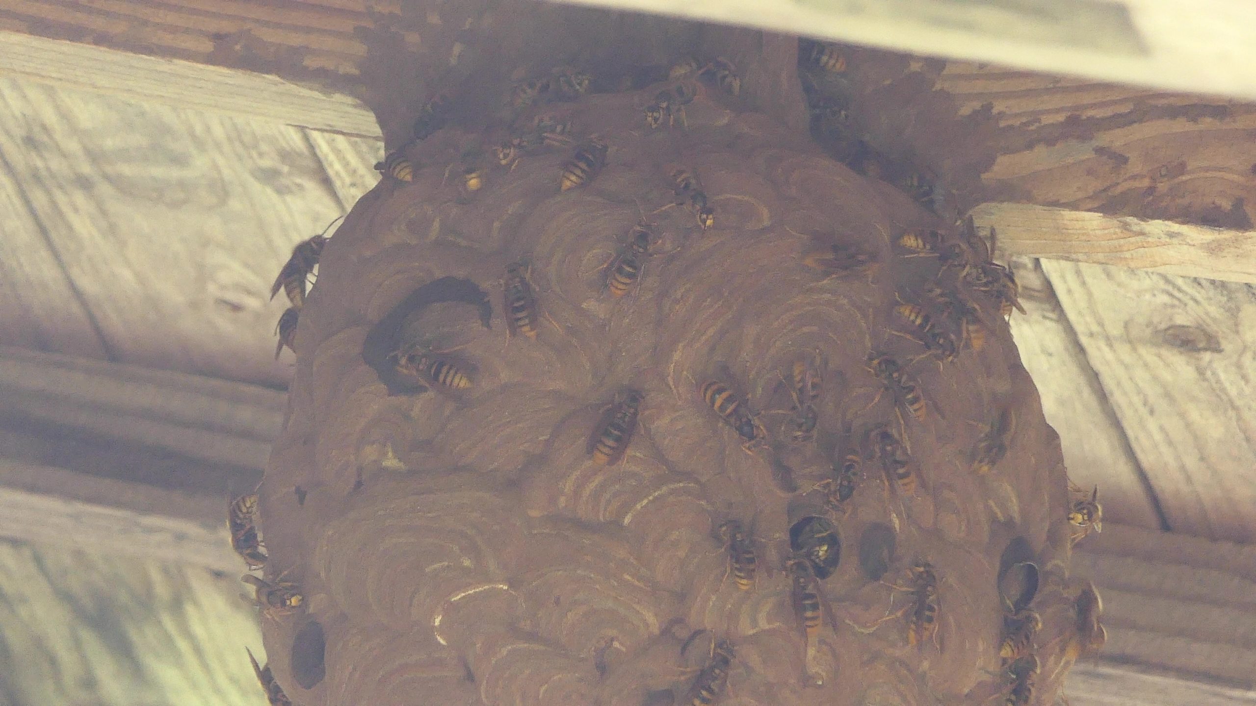 スズメバチの巣を発見（9/1）