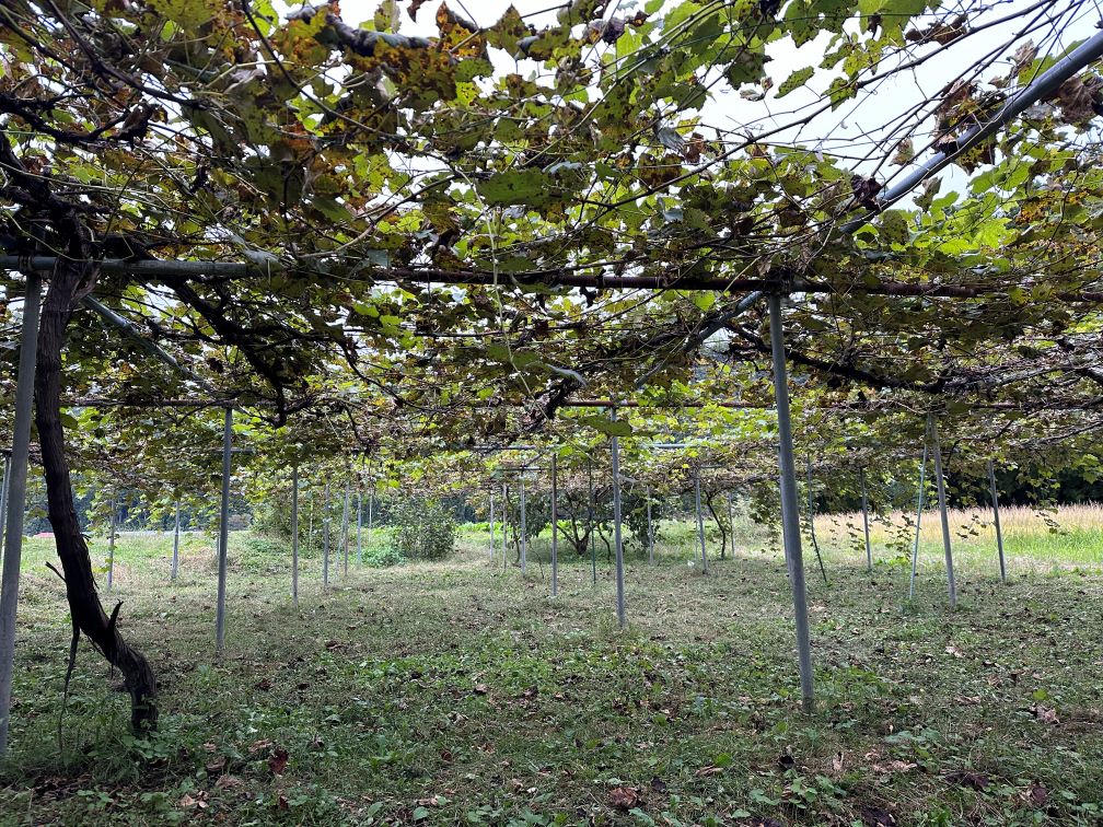 ブドウの片付け（10/8）