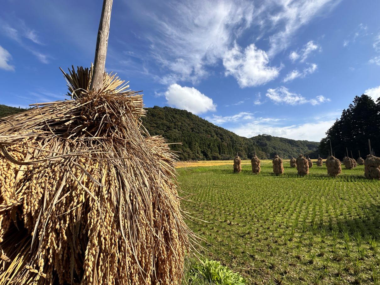 「ほんにょ」も脱穀（10/10）