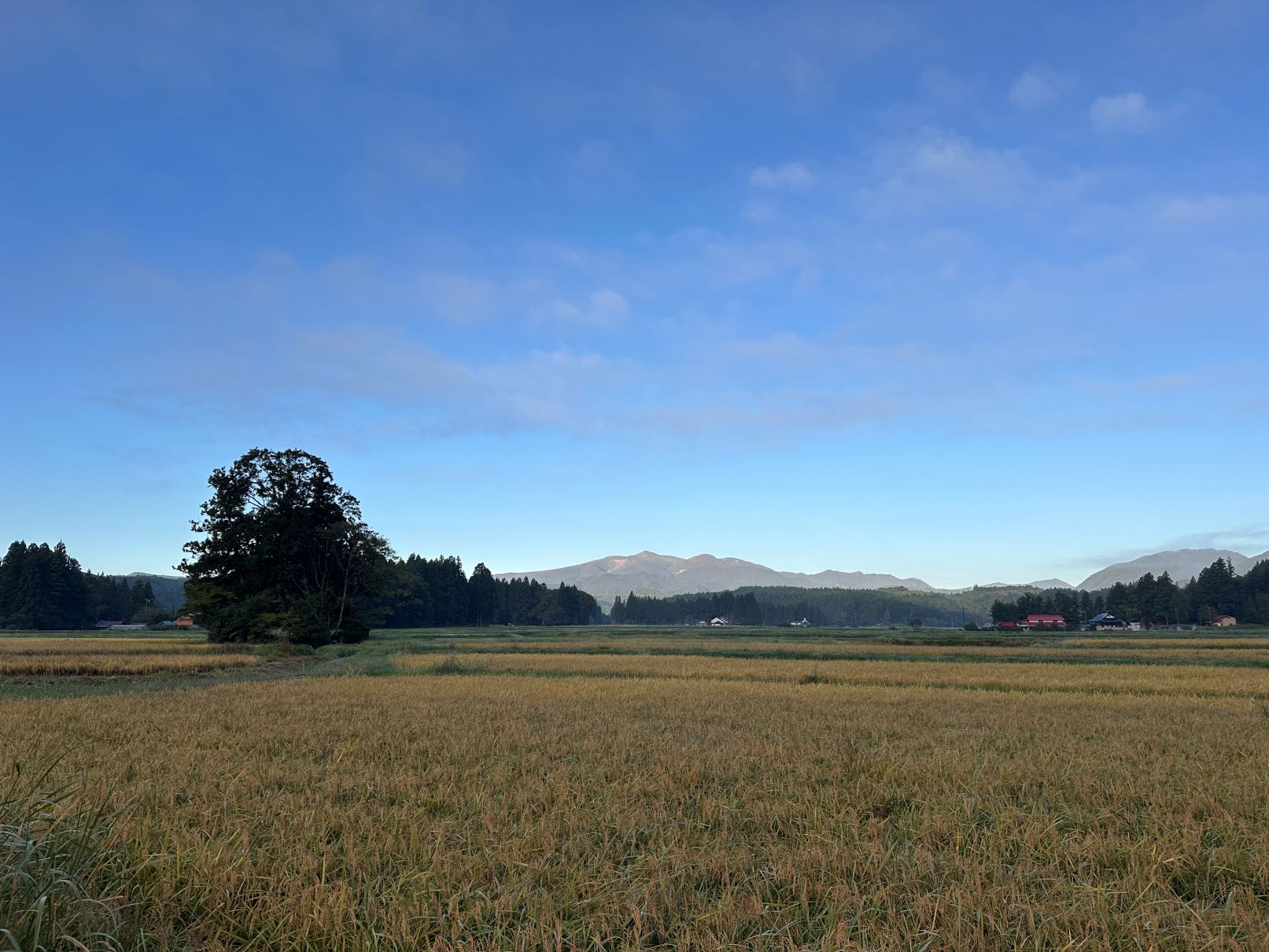 秋の田（10/12）