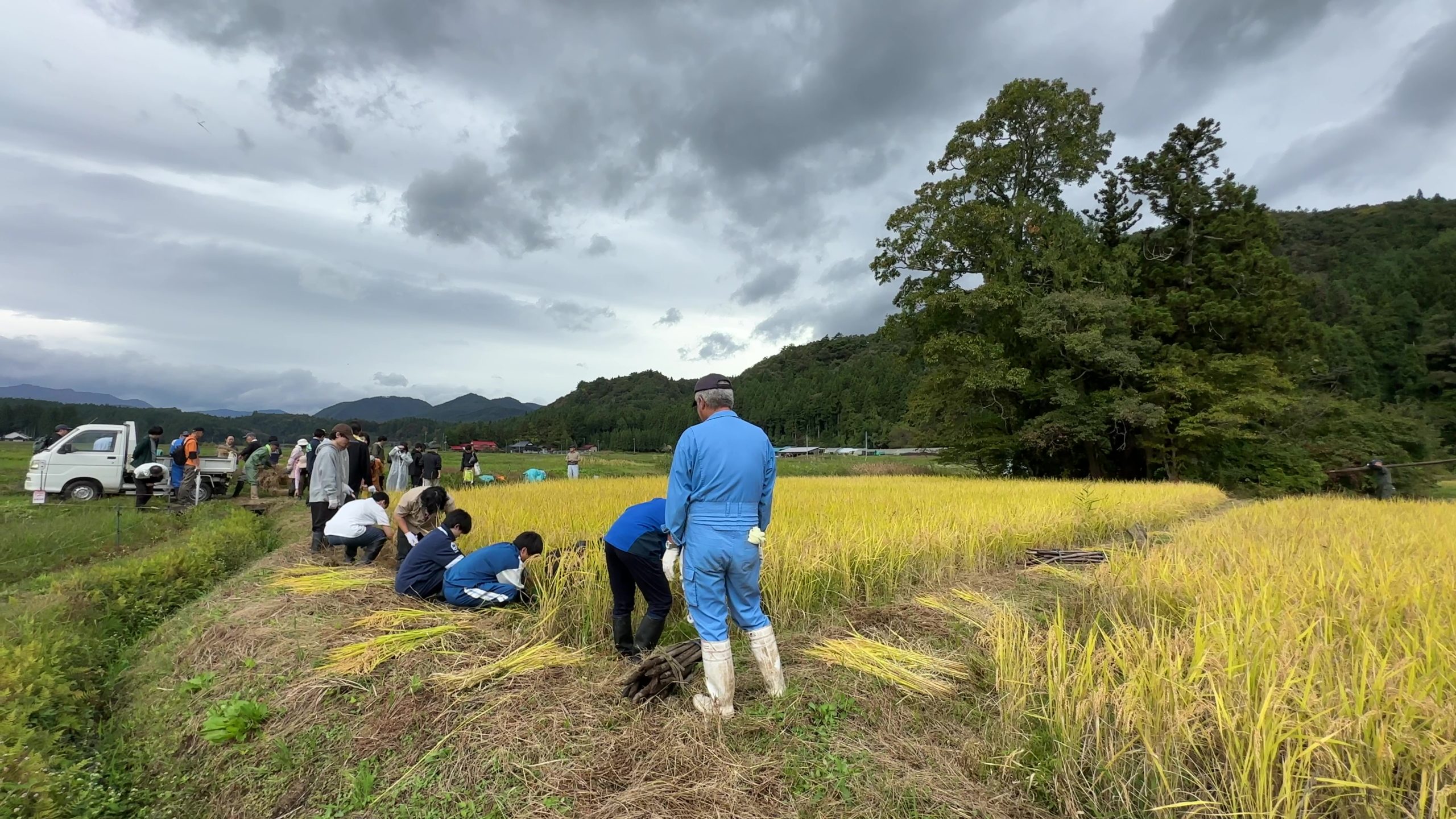 稲刈り体験（10/19）