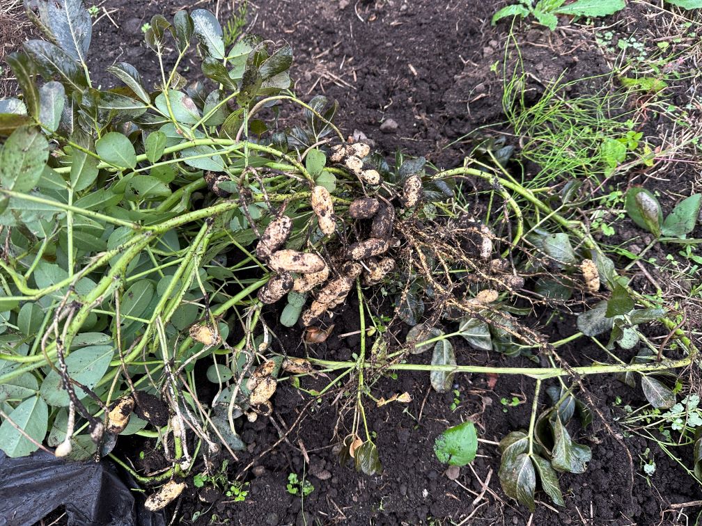 畑もボチボチ終わり（10/23）