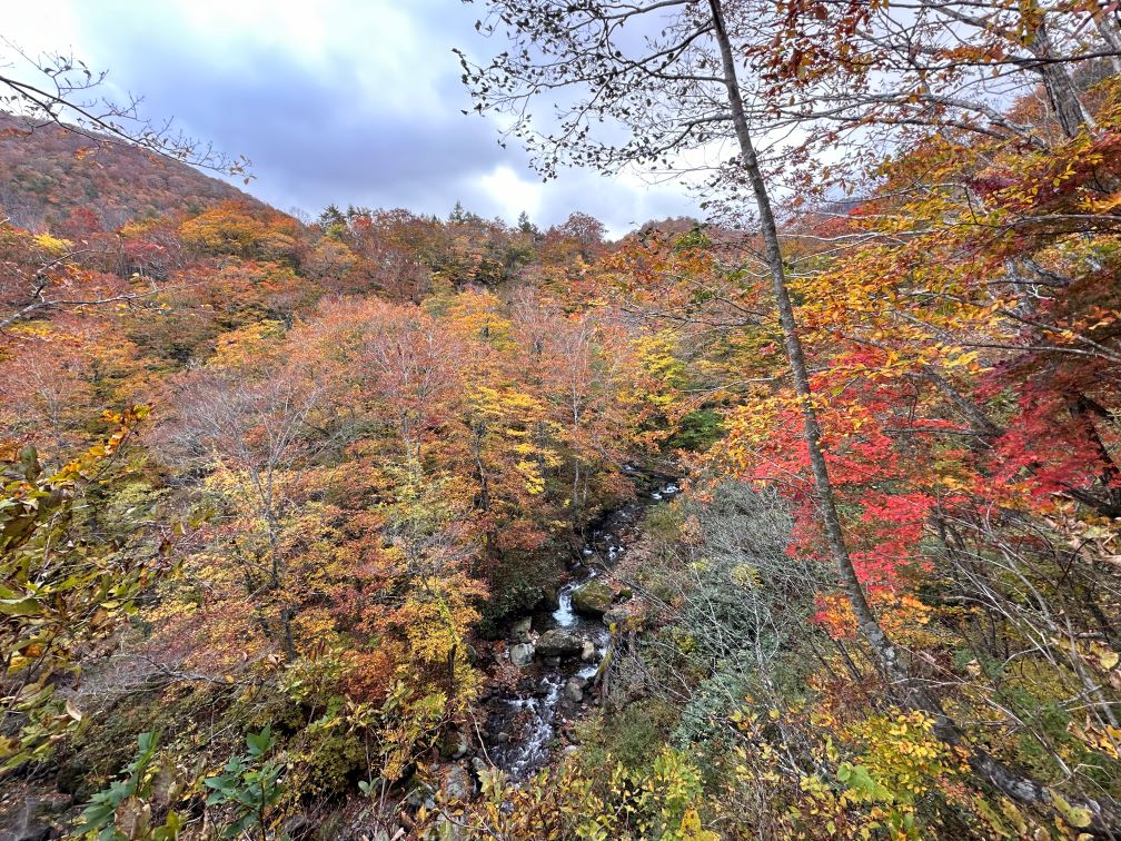 矢櫃ダムから「ぶなの恵み」周辺あたり（10/28)