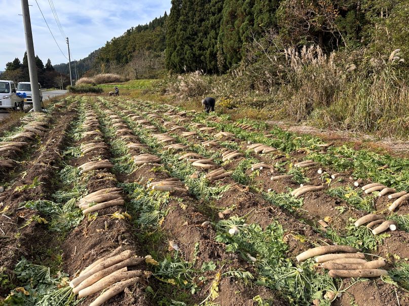 大根抜いて洗って（10/29）