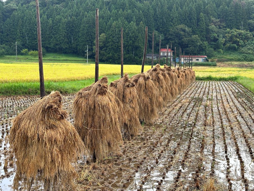 まだまだほんにょ（9/20）
