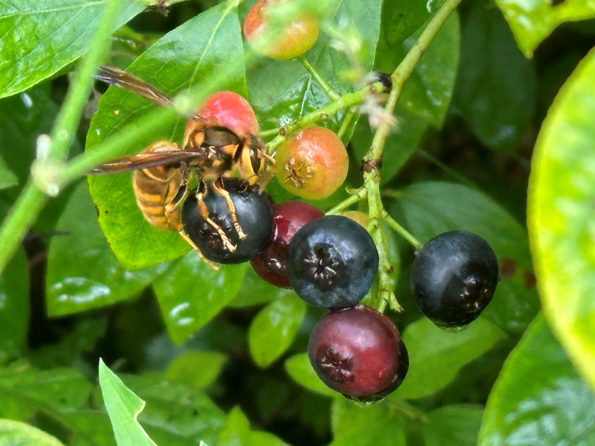 ブルーベリーを食らうキイロスズメバチ（9/22）