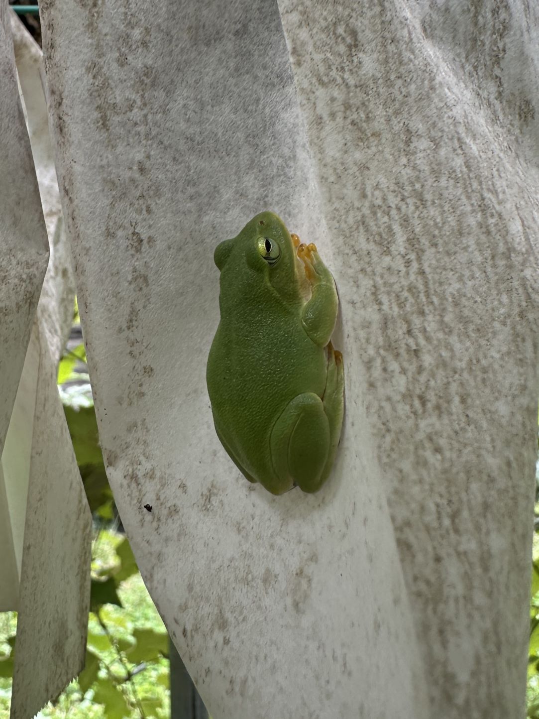 シュレーゲルアオガエル（9/23）