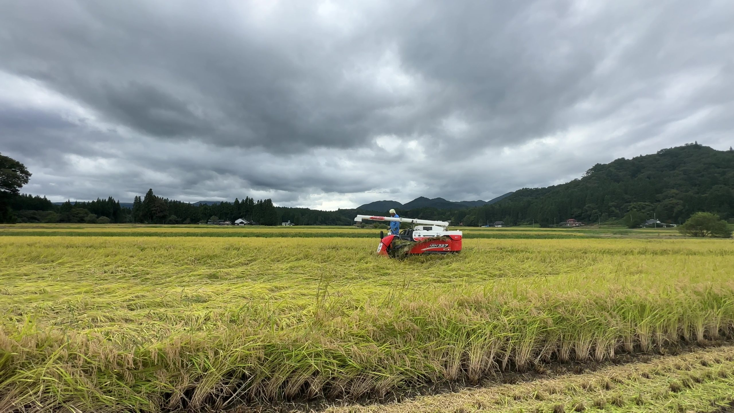 稲刈りも進む（9/26）