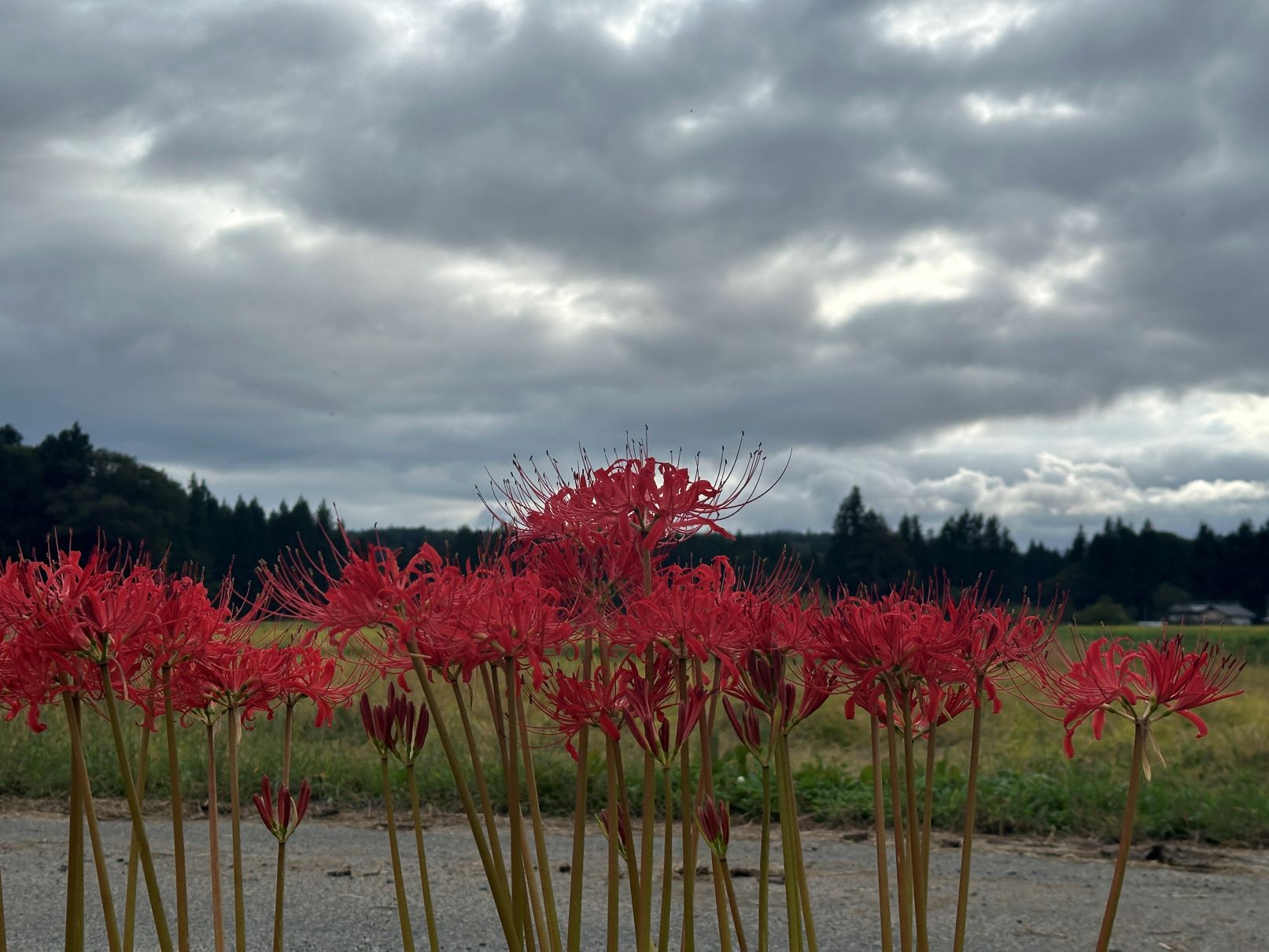 ヒガンバナ（9/26）