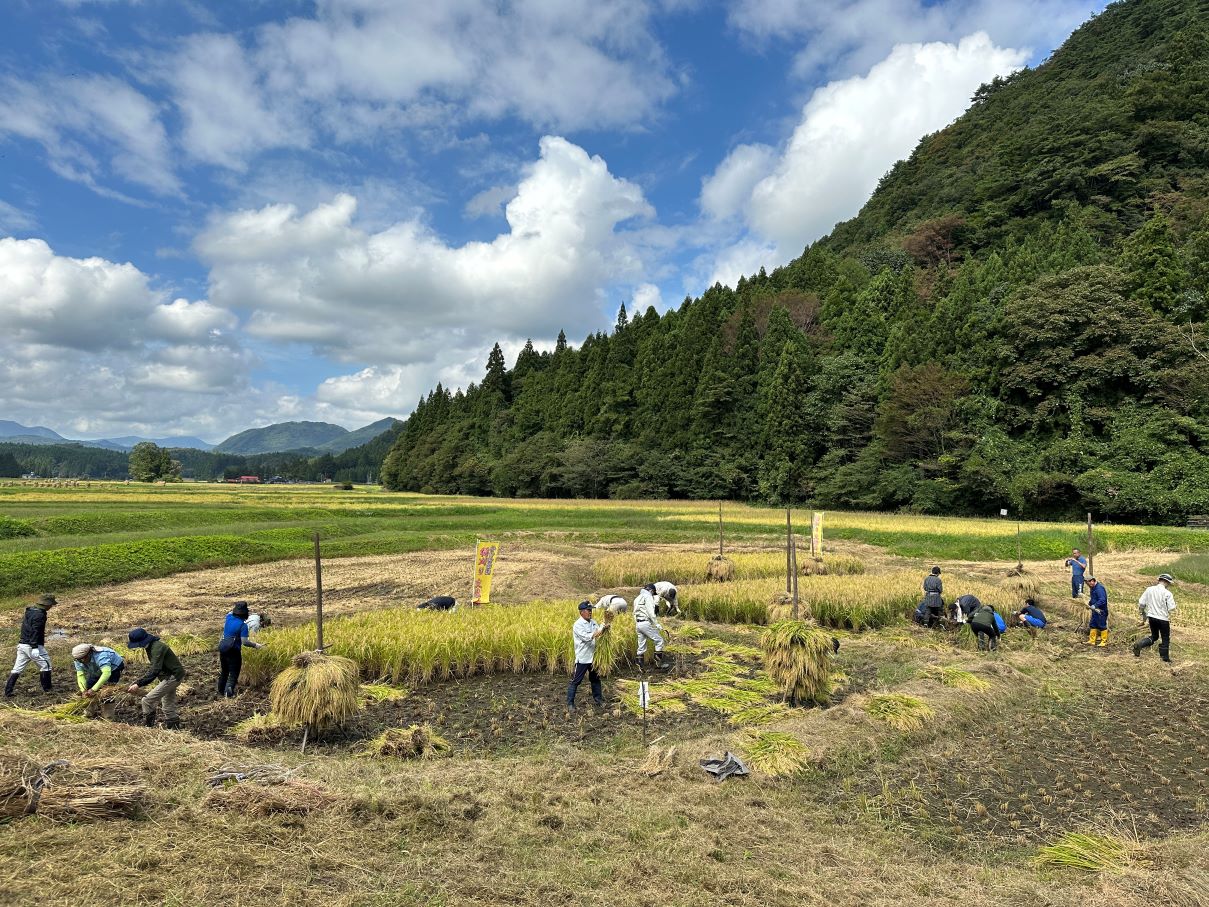 本番：稲刈り交流会（9/29）