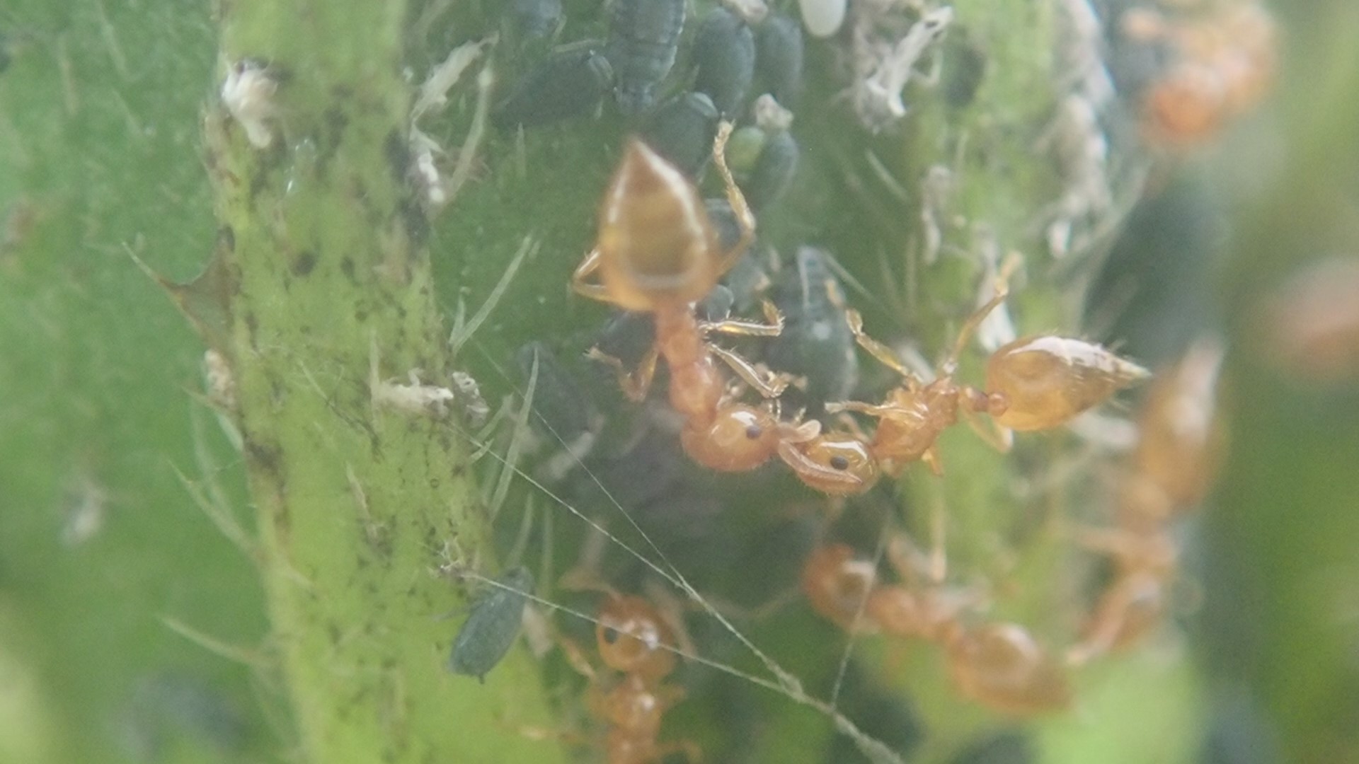 アリのキッス（10/9）