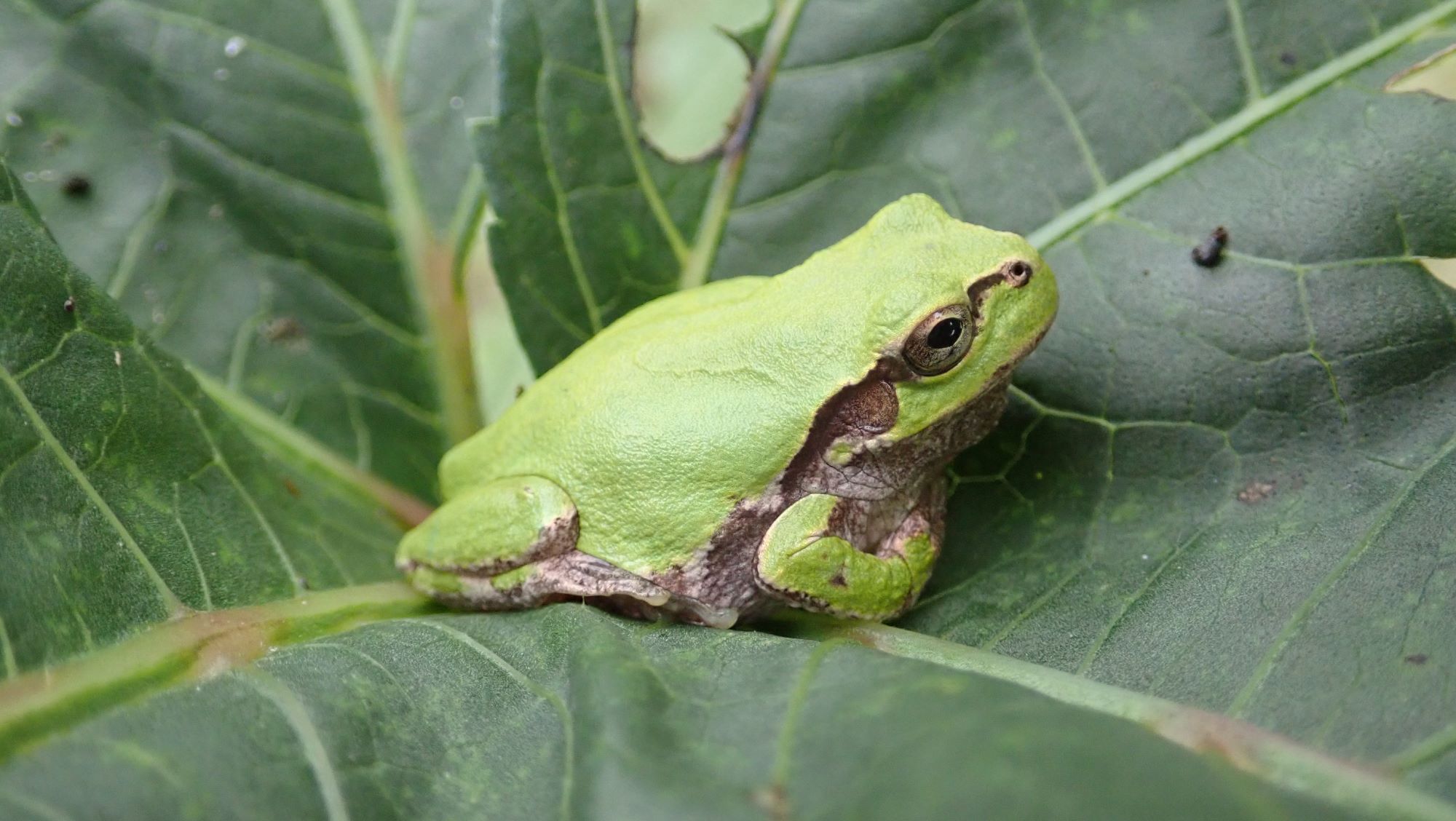 アマガエルのベット