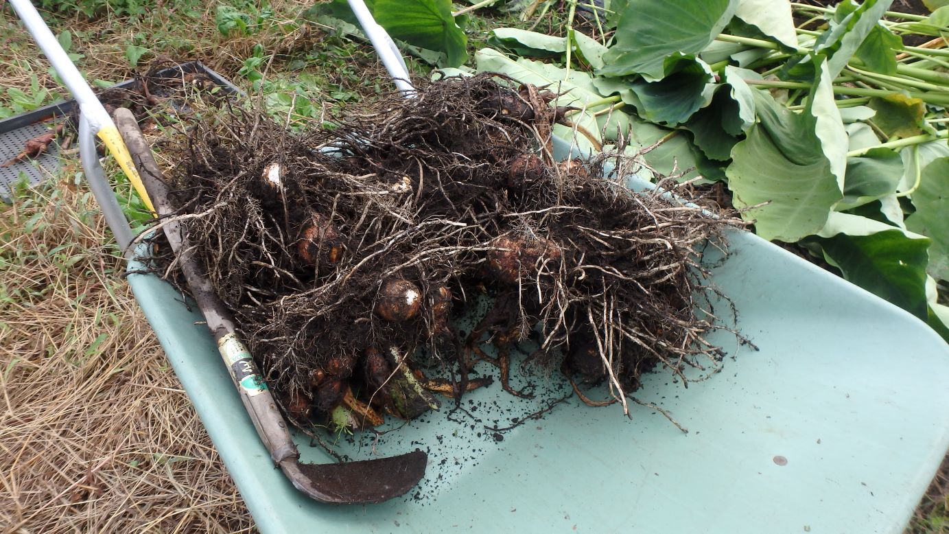 里芋収穫（10/10）