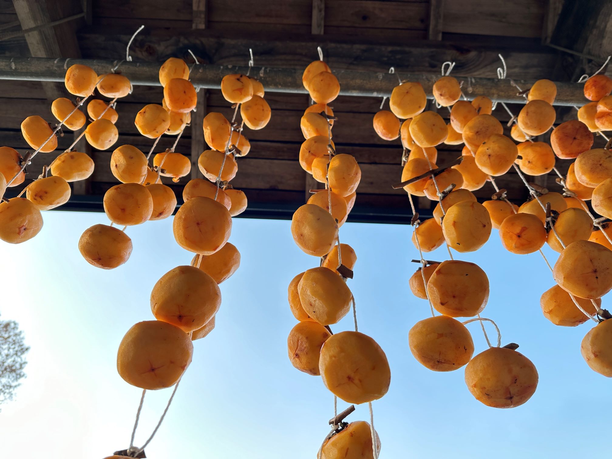 柿が気になる（11/14）