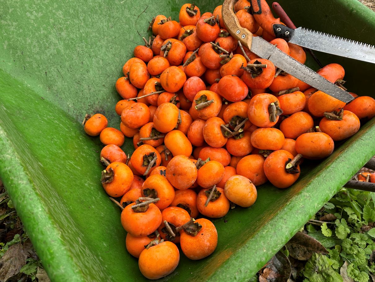 柿・・・（11/18）