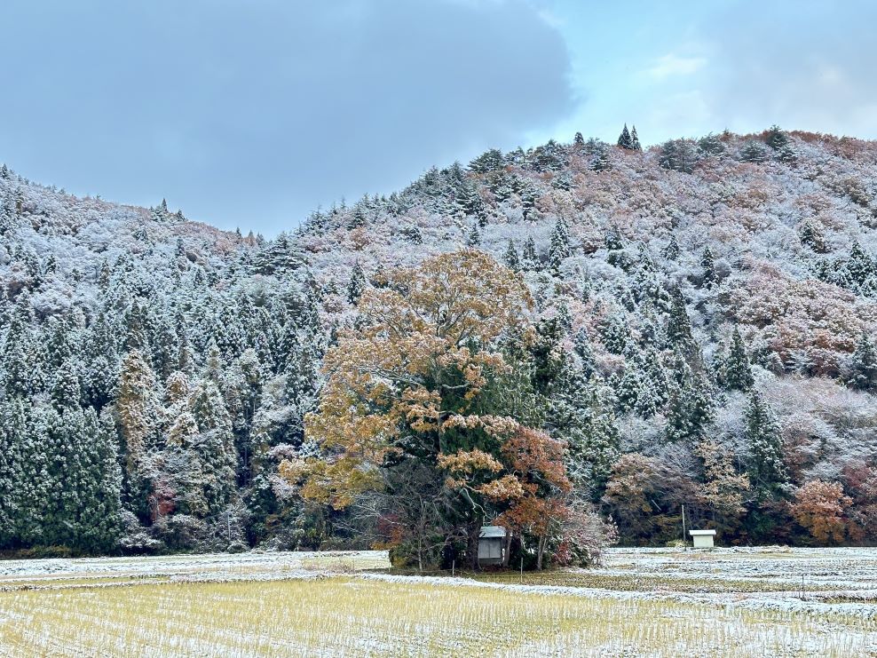 初雪（11/19）