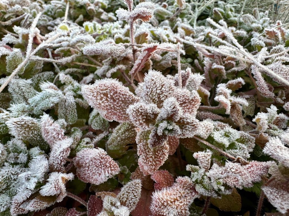 冷え込んだ朝（11/20）